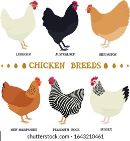 Farming today Vector illustrations of the popular chicken breeds Isolated objects Cartoon flat style Organic farm Countryside and farmland, agricultural industrial set