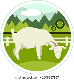 Farming today A White goat grazing on a green meadow Vector illustration set