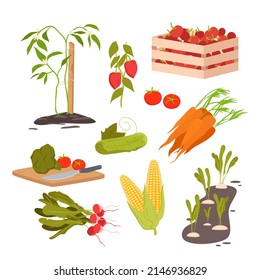 Agricultura, verduras ilustran el vector. Caricatura de cultivos de raíces en suelo y plántulas, tomates en caja de madera, zanahorias enteras, pepino y racimo aislado en blanco. Concepto de agricultura