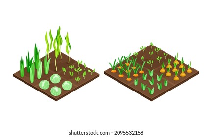 Farmland fields set. Vegetables growing on bed isometric vector illustration