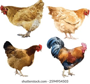 Farmyard Chickens and Rooster – Realistic Watercolor Illustration
