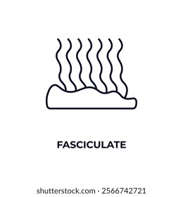 fasciculate outline icon. Linear vector from nature concept. Thin line fasciculate icon isolated on white background