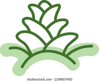 Fascinated haworthia, illustration, vector on a white background.