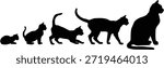 The fascinating evolution and growth stages of a domestic cat shown in striking silhouettes
