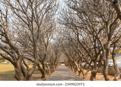 Fascinating walkway through the plumeria tunnel. Tree Tunnel and Desert Rose with god light in the end of road at nan thailand. Plumeria tunnel at Nan National Museum, Nan, Thailand. Vector, art, Draw