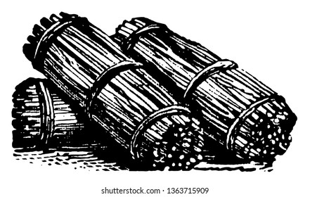La Fascina es un conjunto de varillas o pequeños palos de madera unidos en ambos extremos y en el medio, dibujo vintage o ilustración de grabado.