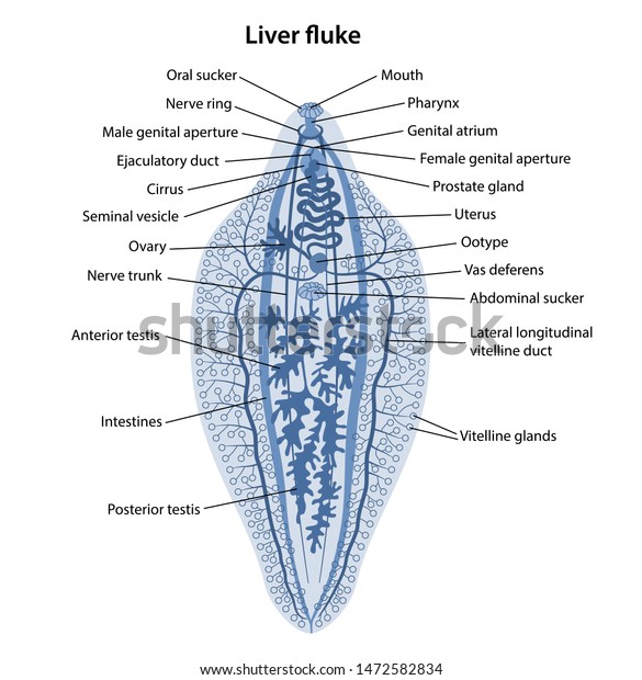 Fasciola hepatica.\
Internal structure of Liver fluke in blue with corresponding\
designations. Vector illustration in flat style isolated over white\
background.