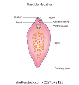 Fasciola hepatica. Structure of liver fluke.Parasitic trematode.vector illustration.
