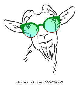 Fashion goat with rainbow glasses 