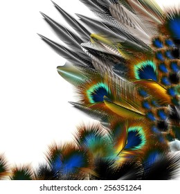 Fashion pattern with colorful feathers