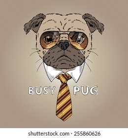 fashion portrait of busy pug