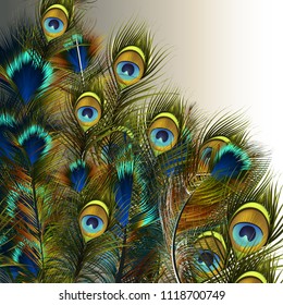 Fashion vector peacock feathers illustration in blue and green colors