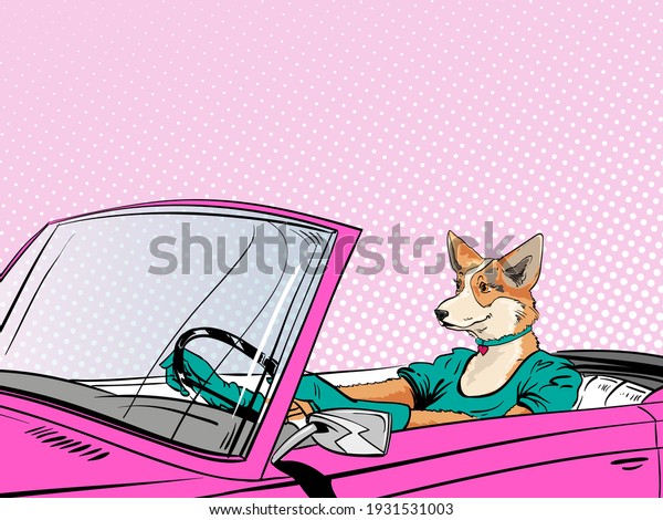 Fashionable corgi dog driving pink\
cabriolet. Pop art comics retro design vector\
illustration.