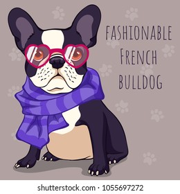 fashionable Cute French bulldog with a black and white color of wool in pink glasses and a purple scarf. Cartoon character. Vector illustration.