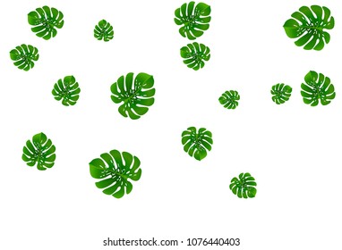 Fashionable floral jungle pattern with monstera leaf tropical pattern vector.