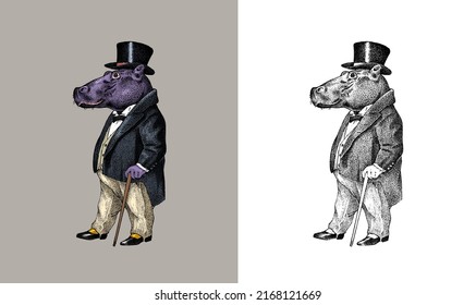 Fashionable hippopotamus. Antique gentleman in a jacket and a top hat. Victorian Ancient Retro Clothing. A man in a suit. Vintage engraving style. Hand drawn old monochrome sketch.