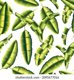 Fashionable texture green monochromatic banana leaves seamless tropical pattern plants and foliage on white background. Beautiful exotic plants. Trendy summer Hawaii print. Exotic wallpaper. vector 