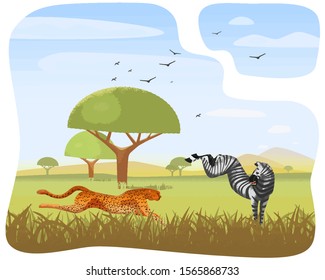 A fast cheetah is chasing (stalks) a zebra across the prairies and plains of Africa. The frightened horse bucked. Predator jumps for prey. african landscape. Wildlife and nature. Vector