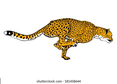 Fast running cheetah