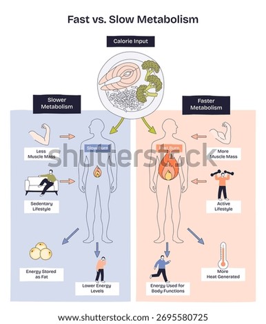Fast vs slow metabolism comparison shows calorie input, body silhouettes, and flames to contrast energy burn, muscle mass, and activity levels for weight control. Doodle style diagram