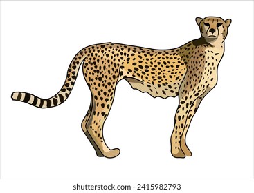 It is the fastest land animal, capable of running at 93 to 104 km per hr. It has evolved specialized adaptations for speed, including a light build, long thin legs and a long tail.