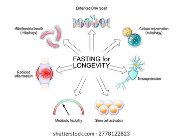 Fasting and Longevity benefits. Caloric restriction effects. Vector illustration. Medical diagram