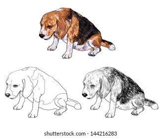 Fat beagle is sitting and tired