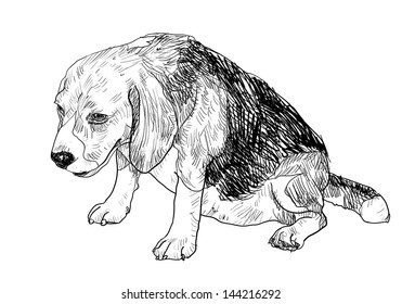Fat beagle is sitting and tired