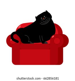 Fat Black cat on red armchair. Home pet on chair
