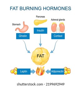 Fat burning hormones. Adiponectin, Leptin, Ghrelin, Cortisol, and Insulin. Internal organs that produced hormones for stimulating process of Fat burning. Human endocrine system, metabolism