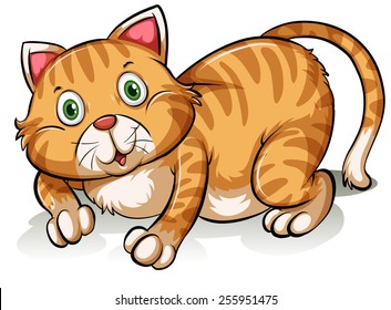 A fat cat on a white background