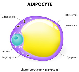 fat cell. Adipocyte is responsible for accumulation energy,  obesity, weight gain and weight loss. Vector diagram. 