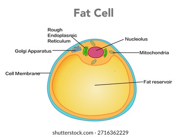 Fat cell, adipocyte structure. Cell anatomy. Fat cells that form fat tissue and provide energy. Vector illustration	