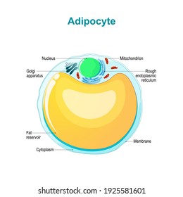 Fat cell anatomy. Adipocyte structure.