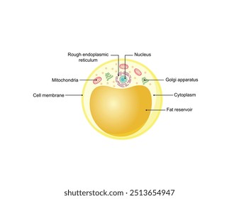 Estrutura das células adiposas. Adipócitos. Tecido adiposo. Gotas lipídicas.  Armazenar energia. Ilustração vetorial.