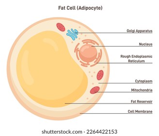 Fat cell structure. Adipocytes or lipocytes compose adipose tissue, specialized in storing energy. Flat vector illustration