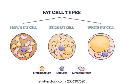 Fat cell types as adipocyte division in brown, beige or white outline diagram. Labeled educational lipocytes comparisons and differences vector illustration. Cellular energy storage tissues examples.