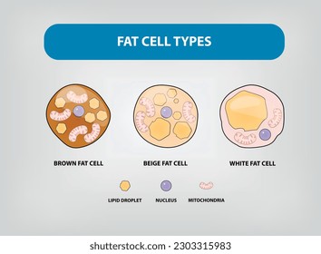 FAT CELL TYPES - BROWN FAT CELL, BEIGE FAT CELL, WHITE FAT CELL svg