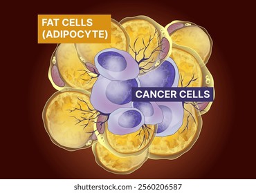 Fat cells, cancer cells. Fat cells Influence tumor. Healthcare illustration. Vector illustration.