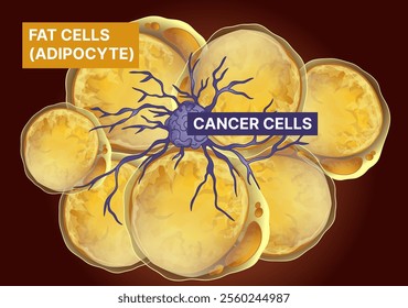 Fat cells, cancer cells. Fat cells Influence tumor. Healthcare illustration. Vector illustration.