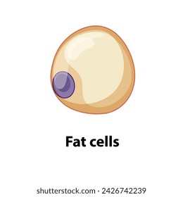 Fat Cells. Diagram of common stem cell types. Science banner isolated on background. Medical microscopic molecular conception. Premium Vector file svg