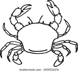fat crab illustration vector. crustacean seafood.