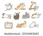 Fat cute cat lifestyle. They are joking around, having accidents, and having fun.