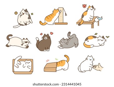 Fat cute cat lifestyle. They are joking around, having accidents, and having fun.