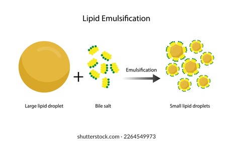 Emulsificación de grasas. Moléculas Grasas, Gotas Lipídicas, Digestión Lipídica. Sal biliar, Emulsificador, Gallvejiga. Formación de Micelle. Diagrama científico colorido. Ilustración vectorial.