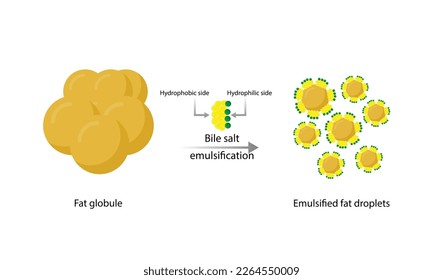 Emulsificación de grasas. Moléculas Grasas, Gotas Lipídicas, Digestión Lipídica. Sal biliar, Emulsificador, Gallvejiga. Formación de Micelle. Diagrama científico colorido. Ilustración vectorial.