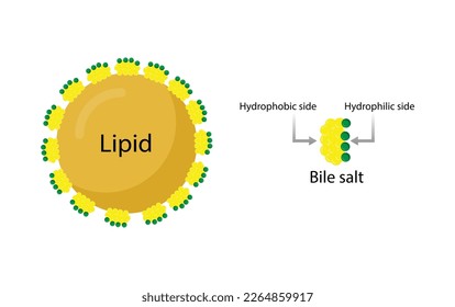 Fat emulsification. Fat Molecules, Lipid droplets, Lipid Digestion. Bile salt, Emulsifier, Gallbladder. Micelle formation. Colorful scientific diagram. Vector Illustration.