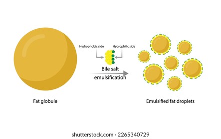 Fat emulsification. Fat Molecules, Lipid droplets, Lipid Digestion. Bile salt, Emulsifier, Gallbladder. Micelle formation. Colorful scientific diagram. Vector Illustration