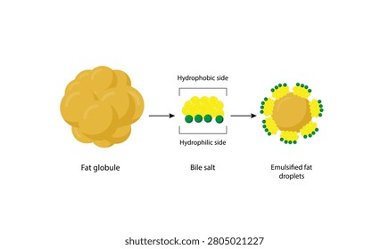 Fat emulsification. Fat Molecules, Lipid droplets, Lipid Digestion. Bile salt, Emulsifier, Gallbladder. Micelle formation. Colorful scientific diagram. Vector Illustration.