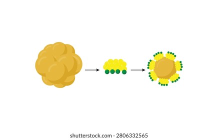 Fat emulsification. Fat Molecules, Lipid droplets, Lipid Digestion. Bile salt, Emulsifier, Gallbladder. Micelle formation. Colorful scientific diagram. Vector Illustration.
